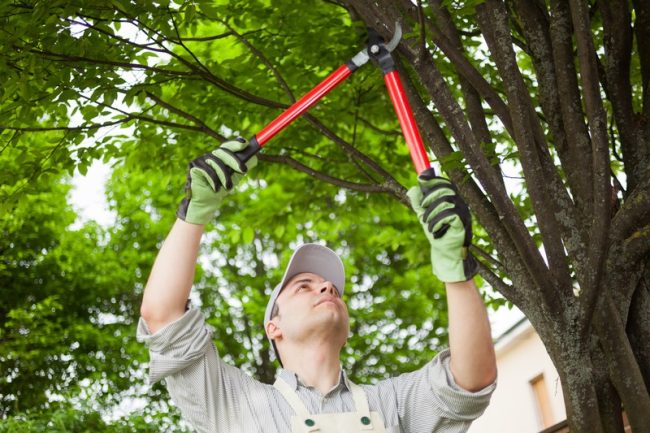 Tree service Naperville Illinois